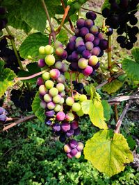 Grapes growing in vineyard