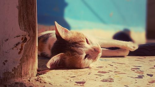 Close-up of cat relaxing on floor