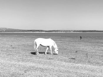View of horse grazing on field against clear sky