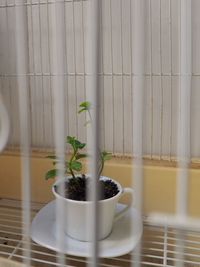 Close-up of small potted plant on table