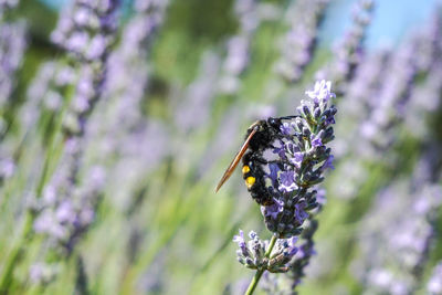 Close-up of butterfly on purple flower