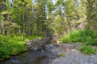 River amidst trees in forest