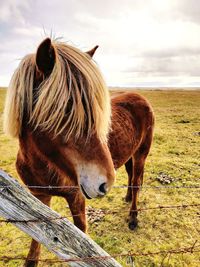 Close-up of a horse on field