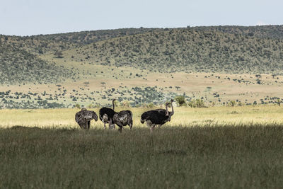 View of sheep grazing in field