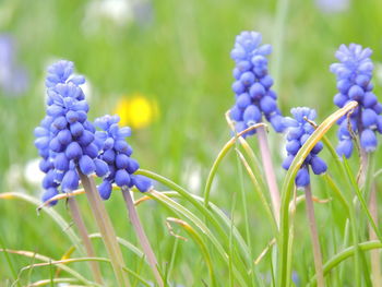 Close-up of purple flowering plants