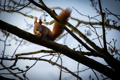 Low angle view of monkey on tree branch