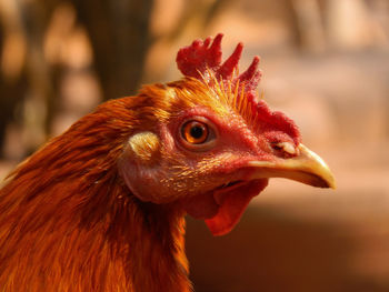 Close-up of rooster