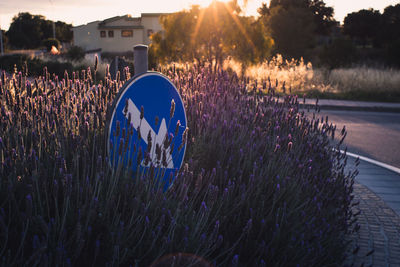 Close-up of purple flowering plants by road in city