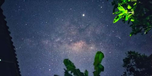 Low angle view of trees against sky at night