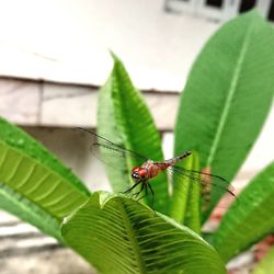 Close-up of insect on leaf