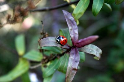 Close-up of ladybug on flower