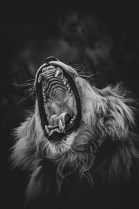 Madoda lion yawning