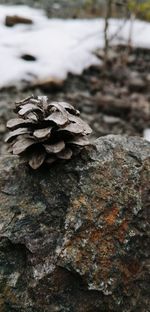 Close-up of mushroom growing on rock