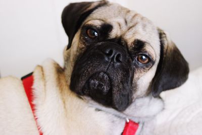 Close-up portrait of pug