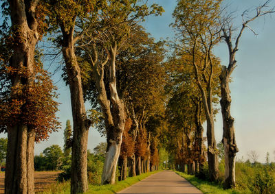 Road amidst trees against sky