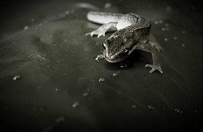 Close-up of turtle in water