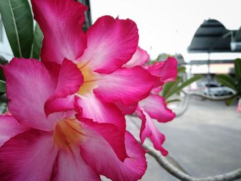 Close-up of pink flowers against sky