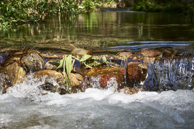 Surface level of river flowing in forest