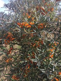 Close-up of orange tree