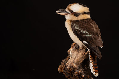 Close-up of bird perching on branch