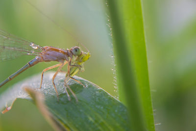 Close-up of insect on leaf