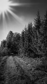 Scenic view of forest against clear sky