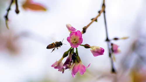 Close-up of bee pollinating on pink flower