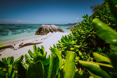 Plants growing on beach against sky