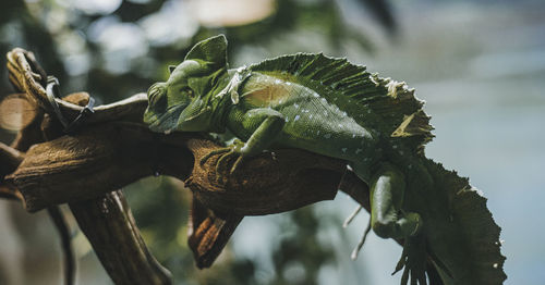 Close-up of chameleon on a branch