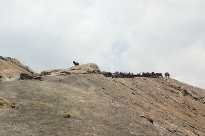 Horses on rock formation against sky