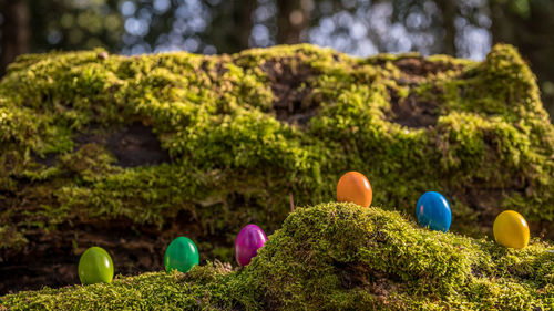 Multi colored balloons on grass