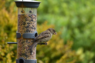 Close-up of bird perching on feeder