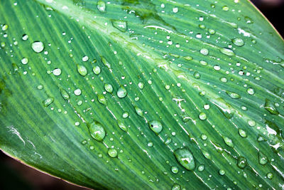 Close-up of raindrops on wet leaf