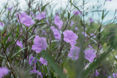 Close-up of pink flowering plant