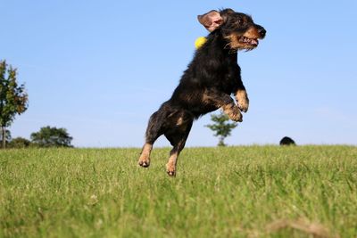 Dog running on field against clear sky