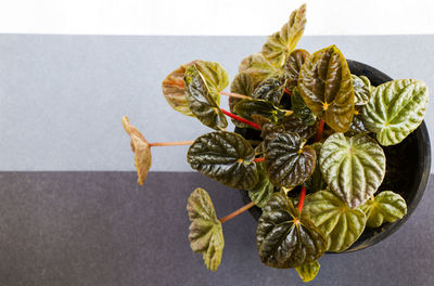 High angle view of dry leaves on table