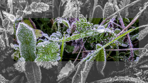 Close-up of frozen plants