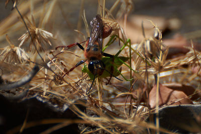 Close-up of insect on twig