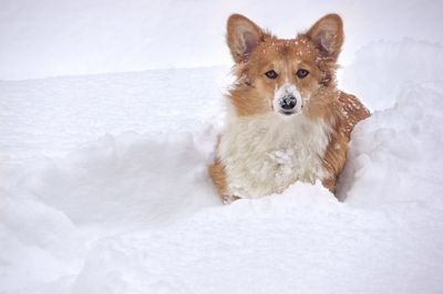 Portrait of dog in snow