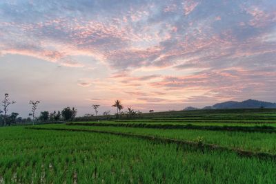 Scenic view of agricultural field against sky during sunset