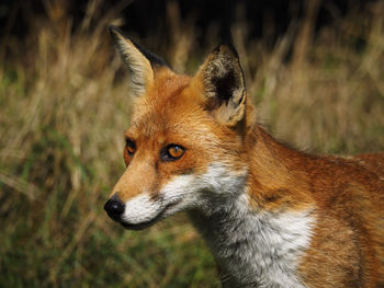 Portrait of a fox in grassland, focus on face, looking to left of camera.