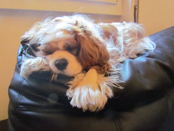 Close-up portrait of dog resting at home