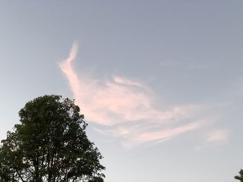 Low angle view of tree against sky