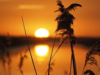 Close-up of silhouette tree against orange sky