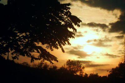 Silhouette of trees at sunset