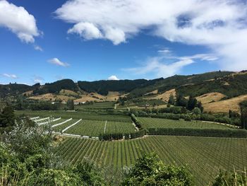 Scenic view of vineyard against sky