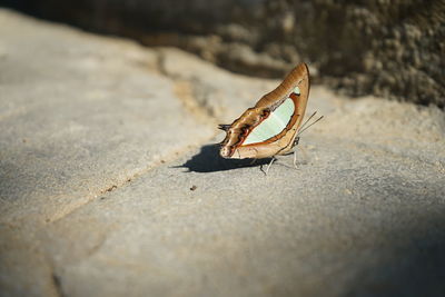Close-up of insect on rock