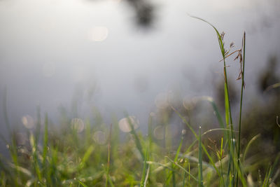 Close-up of grass growing in field