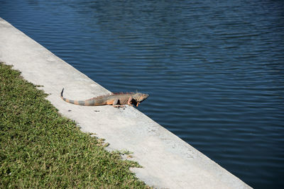 High angle view of lizard on lake