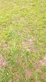 High angle view of plants growing on field